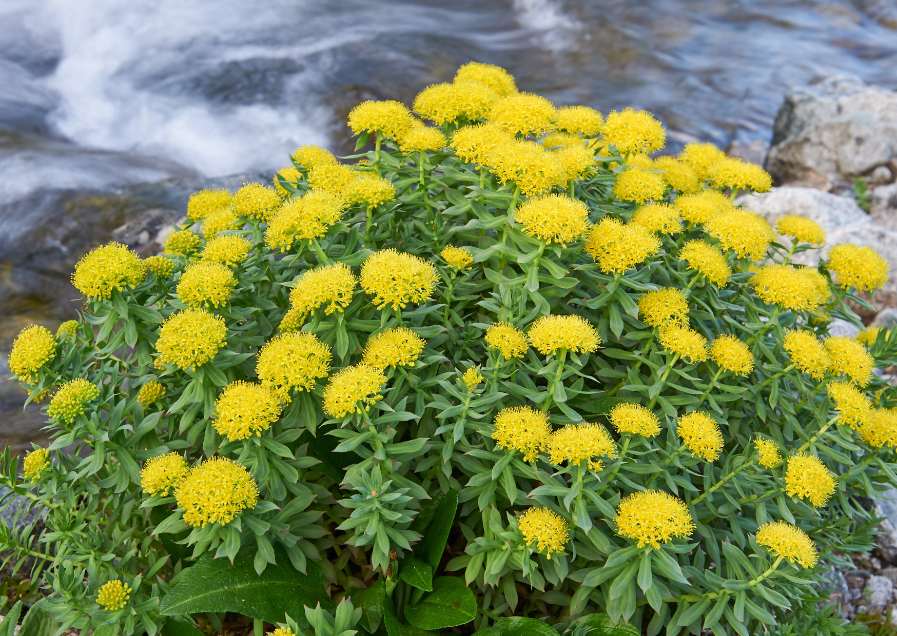 Rhodiola pro silnou psychiku a lepší výkon