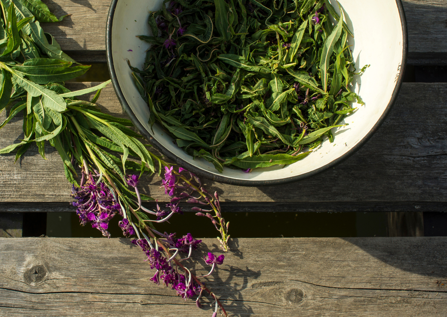 Vrbovka: bylina pro muže a na přípravu Ivanova čaje 